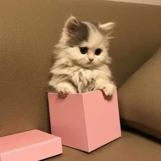 ❤️ 5a13de8b kitten, kat, doos, schattig, huisdier, dier, fluffy telegram sticker