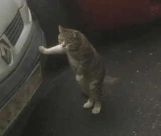 ✨ 89ea7aad kat, dier, huisdier, katachtige, huiskat, auto telegram sticker