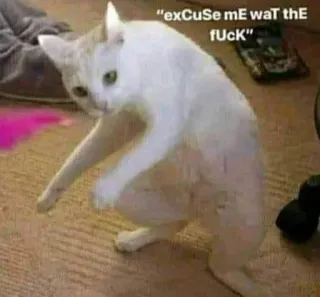 🥺 a74c91f5 "exCUSe mE wAt thE fUCk" kat, grappig, meme, dier, aanstootgevend telegram sticker