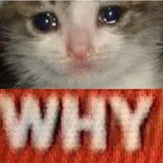 🥺 bf41ad13 WHY kat, verdrietig, meme, vraag, waarom telegram sticker