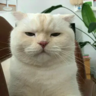 ✨ c0508193 kat, witte kat, huis kat, dier, huisdier, schattig, katachtig telegram sticker