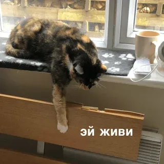 👩‍⚕️ 04db3562 Эй живи 猫, 窗户, 俄语, 贴纸, 动物 telegram sticker