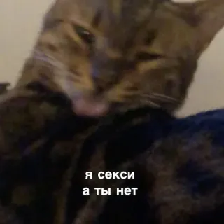 💃 0811cbc2 Я секси а ты нет 猫, 性感, 俄罗斯, 文字 telegram sticker