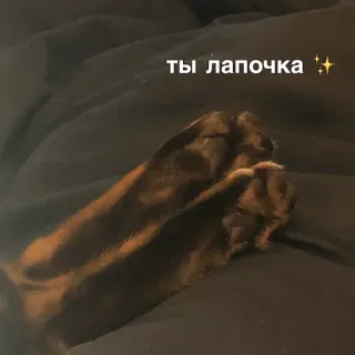 котеки @avekovalenko telegram stickers