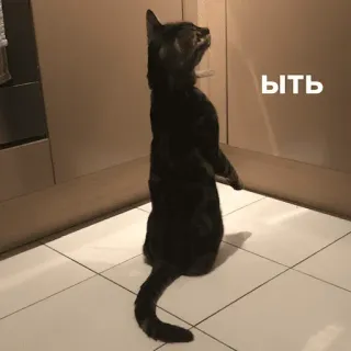 👀 3d3b71b9 ыть 猫, 站立, 俄语, 动物 telegram sticker