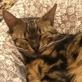 😻 402b6072 猫, 睡觉, 动物, 家猫, 宠物, 猫科动物 telegram sticker