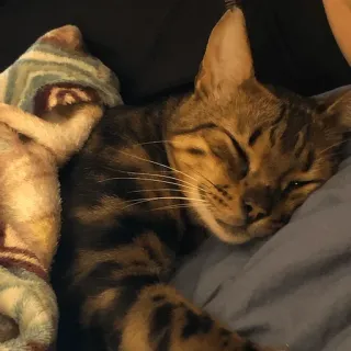 🧐 4efda9ca 猫, 睡觉, 宠物, 动物, 家养, 猫科 telegram sticker