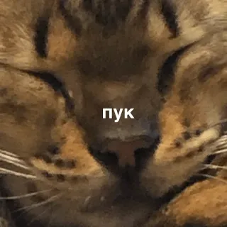 🥰 6f0b49e9 пук 猫, 俄语, 文字, 动物, 宠物 telegram sticker