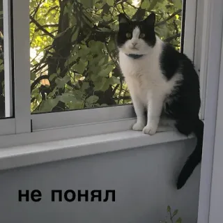 😳 7d48d00e не понял 猫, 窗户, 黑白, 俄语, 动物 telegram sticker