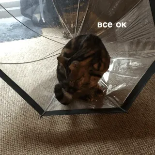 👌 832b507c все ок 猫, 伞 telegram sticker