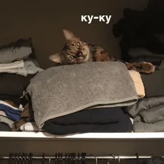 ✌ ad31d7db ку-ку 猫, 躲猫猫, 可爱, 动物 telegram sticker