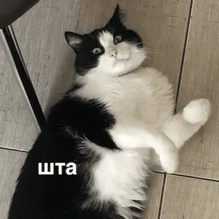 котеки @avekovalenko telegram stickers