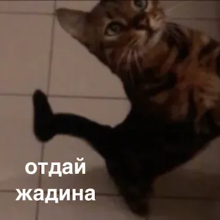 🤬 cfa01068 отдай жадина 猫, 动物, 宠物, 俄语 telegram sticker