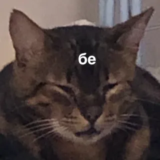 🤢 e4d0ea8f бе 猫, 俄语, 表情包 telegram sticker
