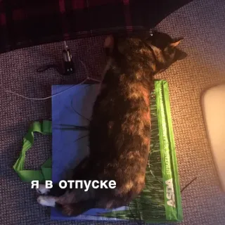🌴 ec3c5dbe Я в отпуске 猫, 假期, 放松, 躺着 telegram sticker