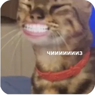 🧀 f6332c09 ЧИИИИИИИИЗ 猫, 搞笑, 微笑, 动物, 表情包, 俄语 telegram sticker