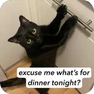 🫥 f8a5b59b excuse me what's for dinner tonight? 猫, 黑猫, 晚餐, 宠物, 动物, 幽默 telegram sticker