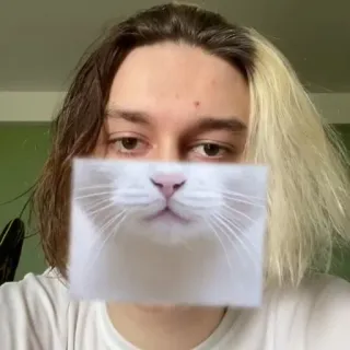 🐱 5bb9aa40 gatto, faccia, adesivo, animale, ritratto whatsapp sticker