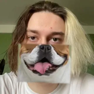 молдавская муха 2 | @twilystickers whatsapp stickers