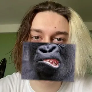 🐵 e38e8b6a gorilla, animale, faccia, scimmia, fauna selvatica, divertente whatsapp sticker