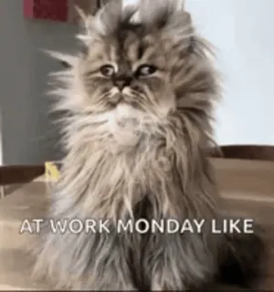 🤨 ce30f5b3 AT WORK MONDAY LIKE kucing, senin, kerja, lucu, binatang, meme telegram sticker