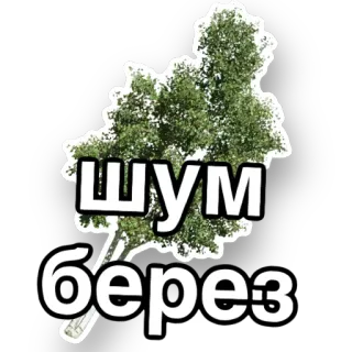 🌳 bc0938f6 шум берез Bäume, Natur, Birke, Wald, Russisch, Birkenrauschen telegram sticker