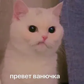 😾 344cfcf1 привет ванючка kucing, meme, lucu, binatang, imut, kucing putih telegram sticker