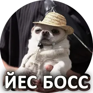 👌 730dd62d ЙЕС БОСС anjing, topi, hewan peliharaan, bos, lucu, binatang telegram sticker