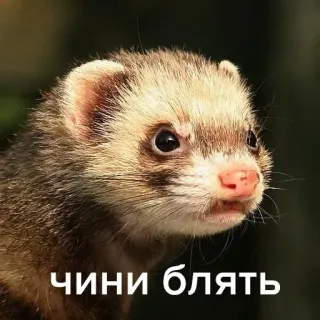 🙈 94e4a05b ЧИНИ БЛЯТЬ musang ferret, binatang, lucu, meme, ofensif, bahasa gaul telegram sticker