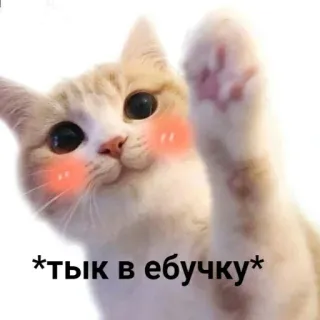 🐾 bf5ddc97 *тык в ебучку* kucing, menyinggung, rusia, hewan, stiker, teks, meme telegram sticker