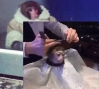 ✂️ 1d4de856 monkey, haircut, ape, animal, grooming whatsapp sticker