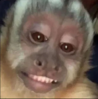 😒 629f468a monkey, animal, primate, mammal, cute whatsapp sticker