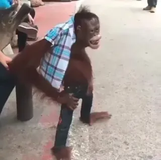 😁 8d61ae52 ape, orangutan, animal, primate, dressed whatsapp sticker