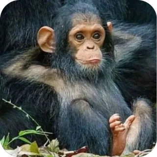 😏 927ac2a1 chimpanzee, monkey, animal, primate, cute whatsapp sticker