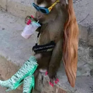 😎 daf35830 monkey, sunglasses, wig, boots, funny, animal whatsapp sticker
