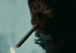 Кто такой @kynik? whatsapp stickers