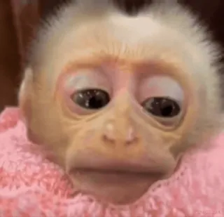 😐 04d01881 猿, 可愛い, 動物, 赤ちゃん, 哺乳類 telegram sticker