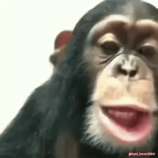 😛 2633bcc8 猿, 類人猿, 動物, 霊長類 telegram sticker