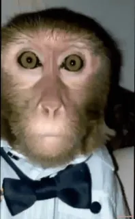 Кто такой @kynik? whatsapp stickers