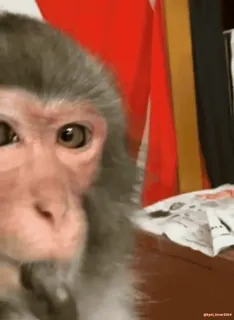 🤔 449a051f 猿, 動物, 霊長類, かわいい, 野生動物 telegram sticker