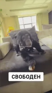 🫡 478cbc53 СВОБОДЕН 猿, チンパンジー, 動物, 屋内 telegram sticker