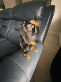 Кто такой @kynik? telegram stickers