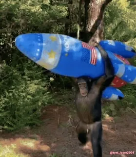 Кто такой @kynik? telegram stickers