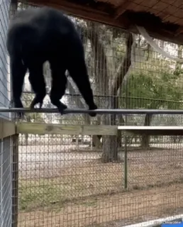 Кто такой @kynik? telegram stickers