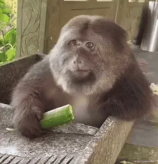 🤨 52c7c099 猿, 動物, かわいい, ズッキーニ, 野生動物 telegram sticker