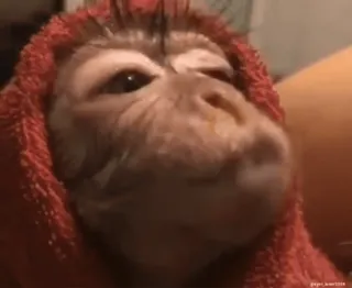 Кто такой @kynik? whatsapp stickers