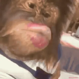 Кто такой @kynik? telegram stickers