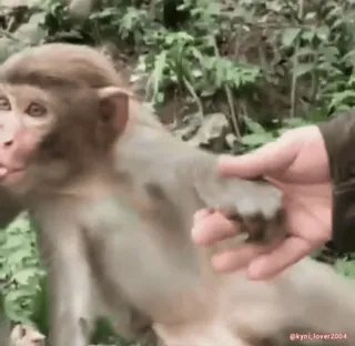 ❤️ 61a94a7c サル, 動物, 霊長類, 自然, 野生動物 telegram sticker