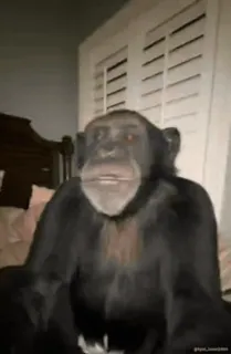 😮 6a948664 サル, 動物, 霊長類, チンパンジー telegram sticker