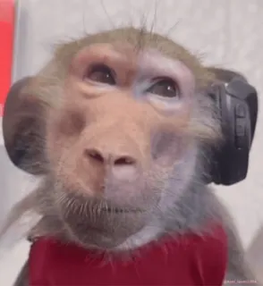🎧 80618639 猿, ヘッドホン, 動物, 可愛い, 霊長類 telegram sticker
